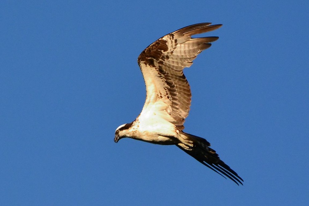 Скопа(Osprey)