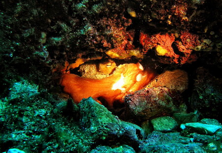 Octopus