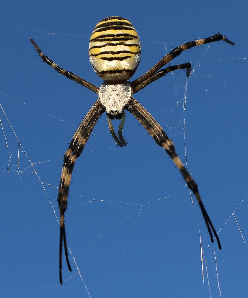 Argiope bruennichi