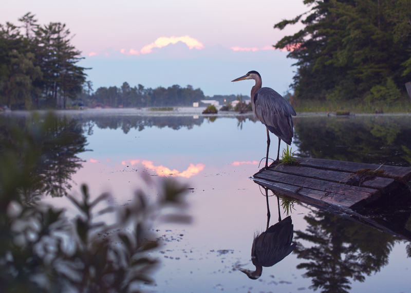 Gray Heron