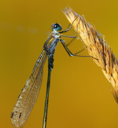 Лютка (Lestidae)