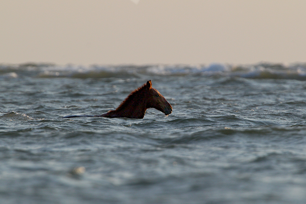 Жеребенок в бурном море