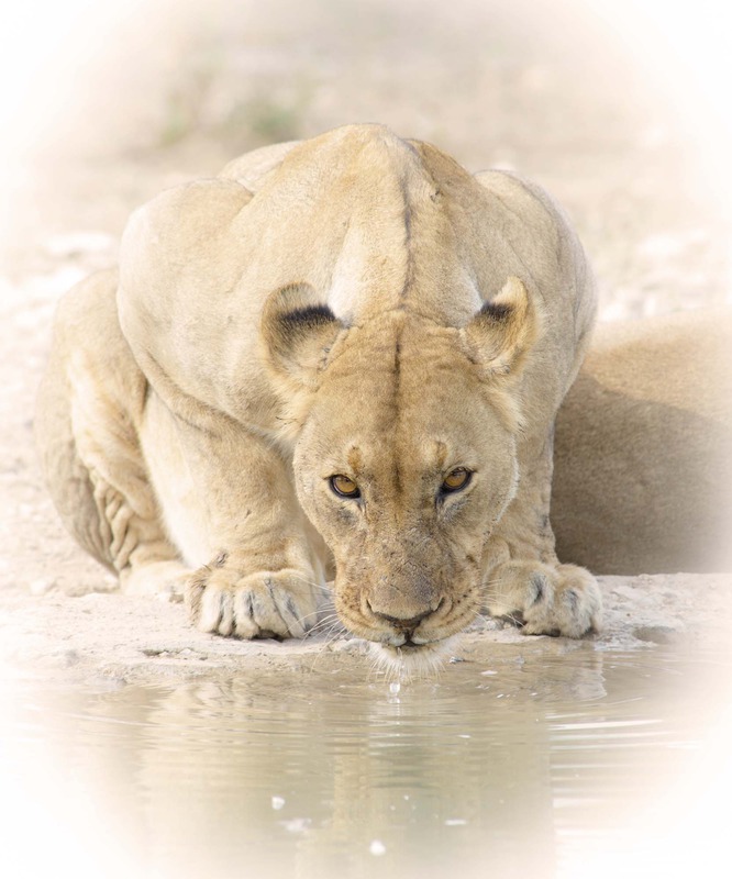 Namibian Lioness