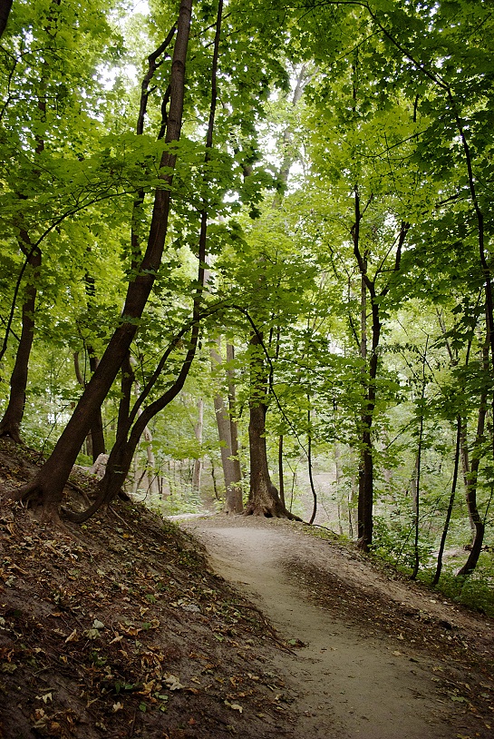 В старом парке