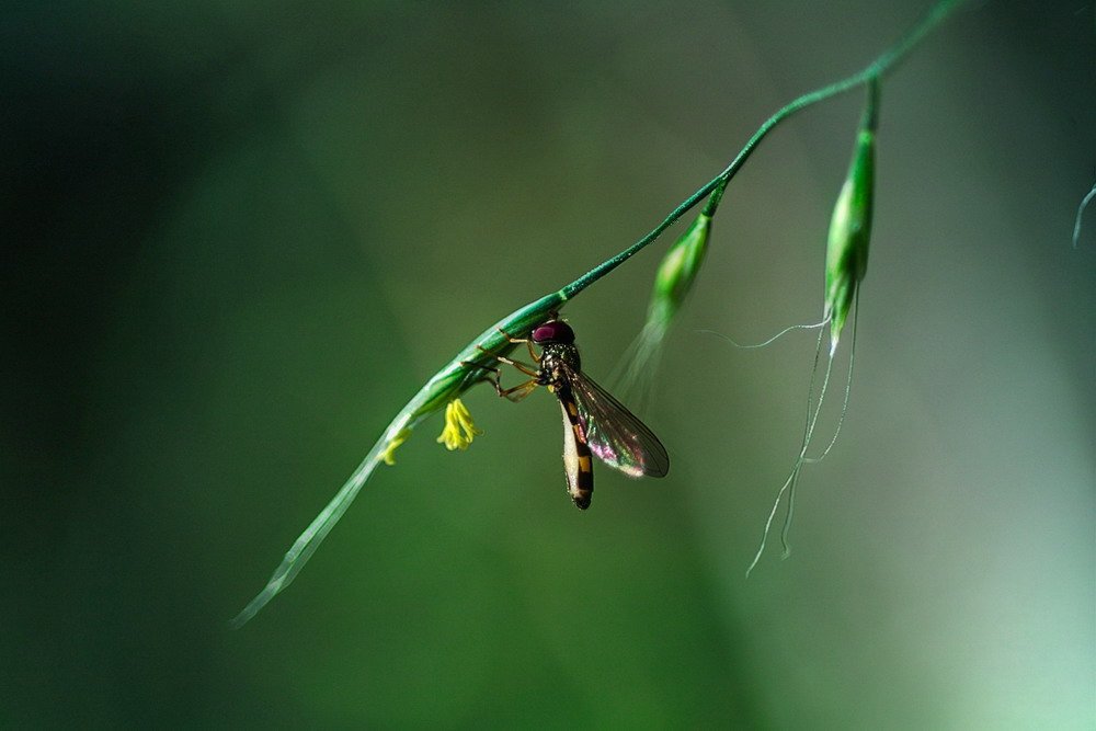 Meligramma triangulifera