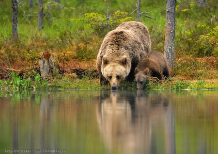 Brown Bears are drinking