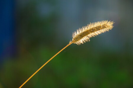 Колос осени