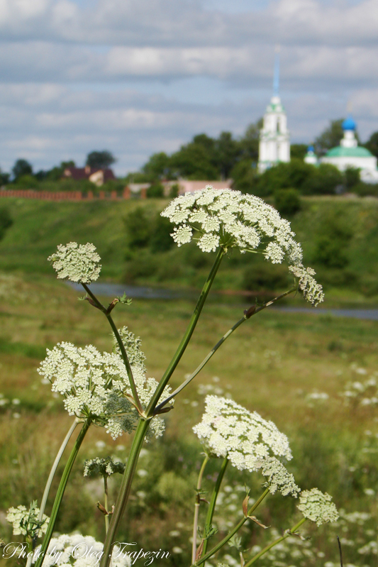 Владимирское Ополье