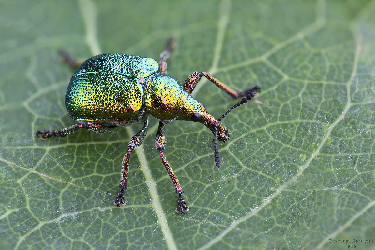 Byctiscus populi