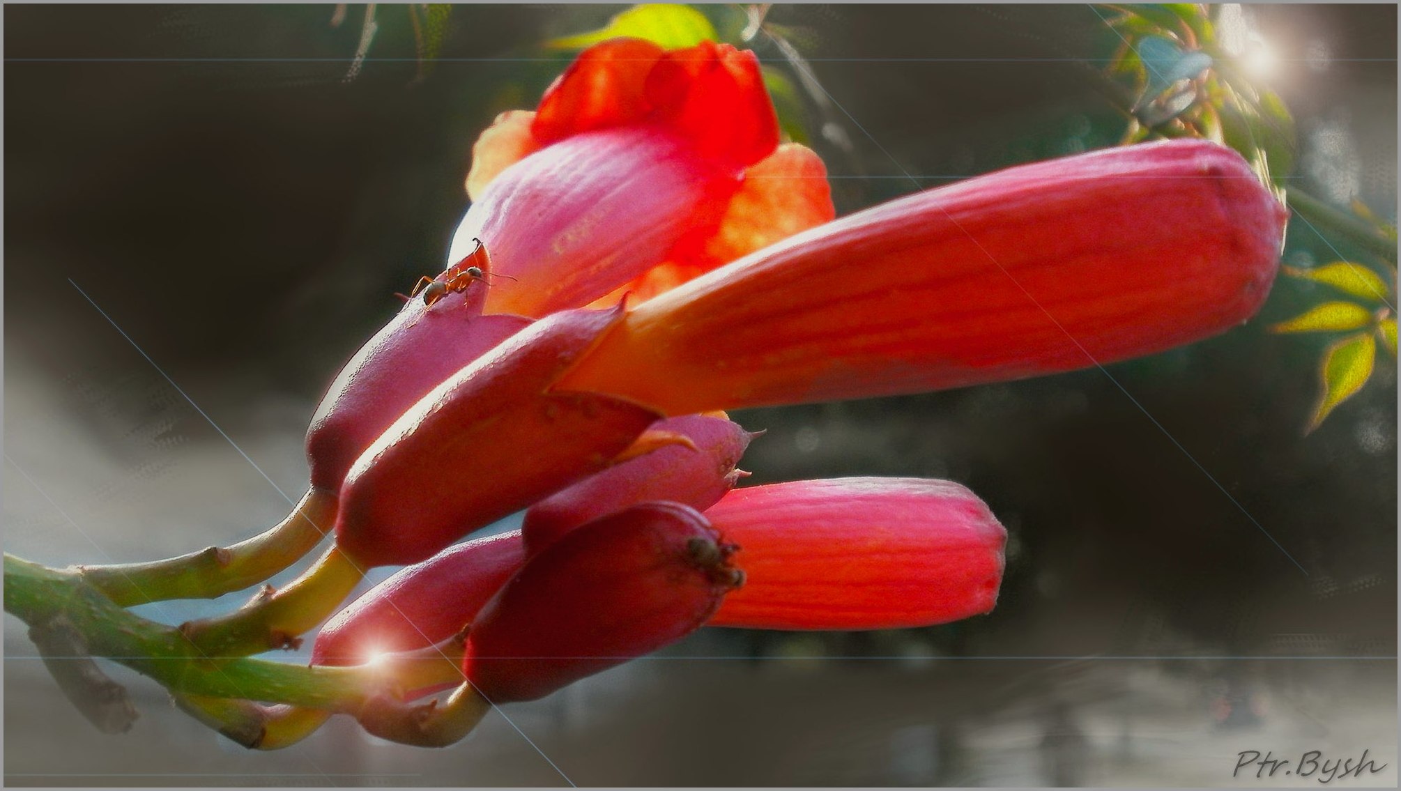 Flower &amp; Insect. Этюд №130808P8080151.