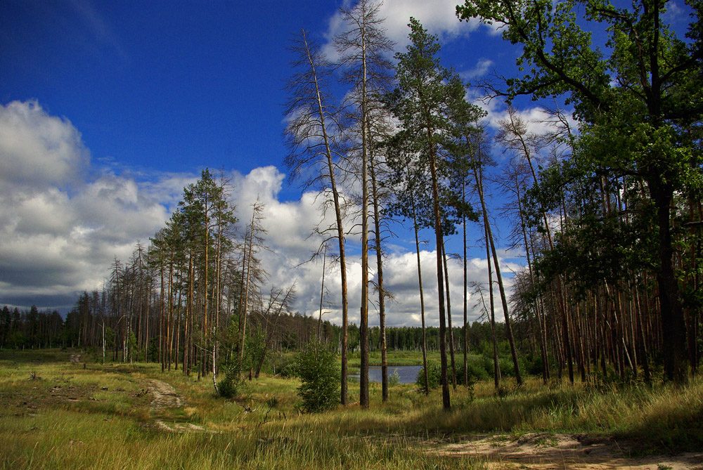 Лесная дорога