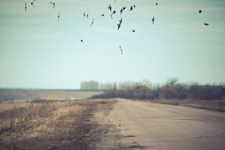 Воробушки 2