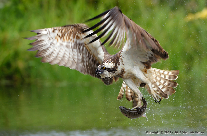 Osprey Catching fish