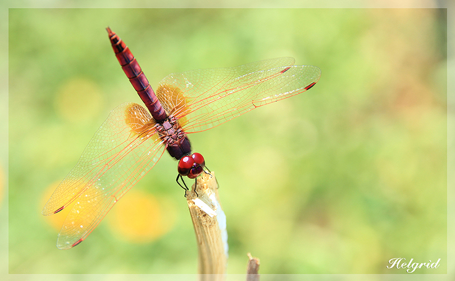 Dragonfly