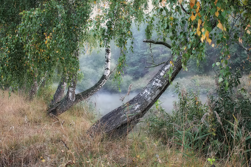 Утро на Свислочи