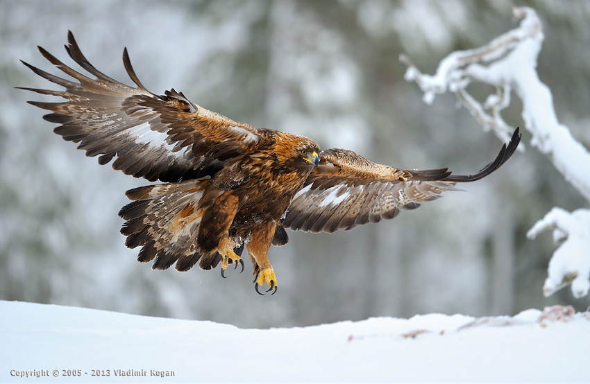 Golden Eagle