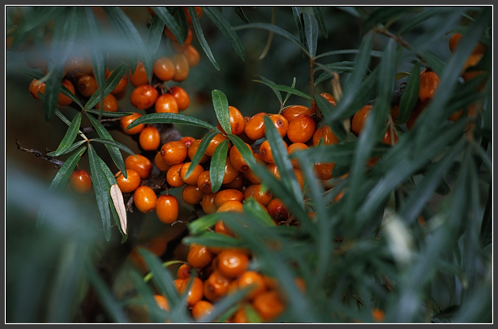 Подарки Осени