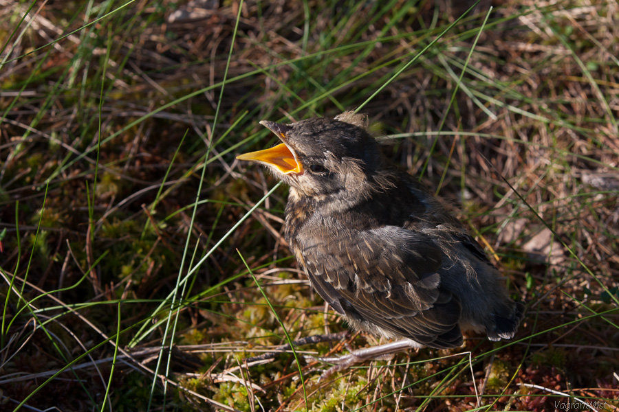 Angry bird