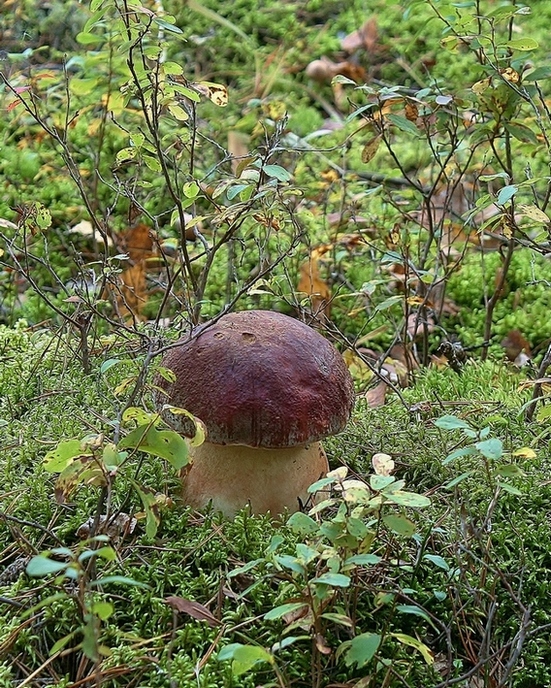 Осенний подарочек