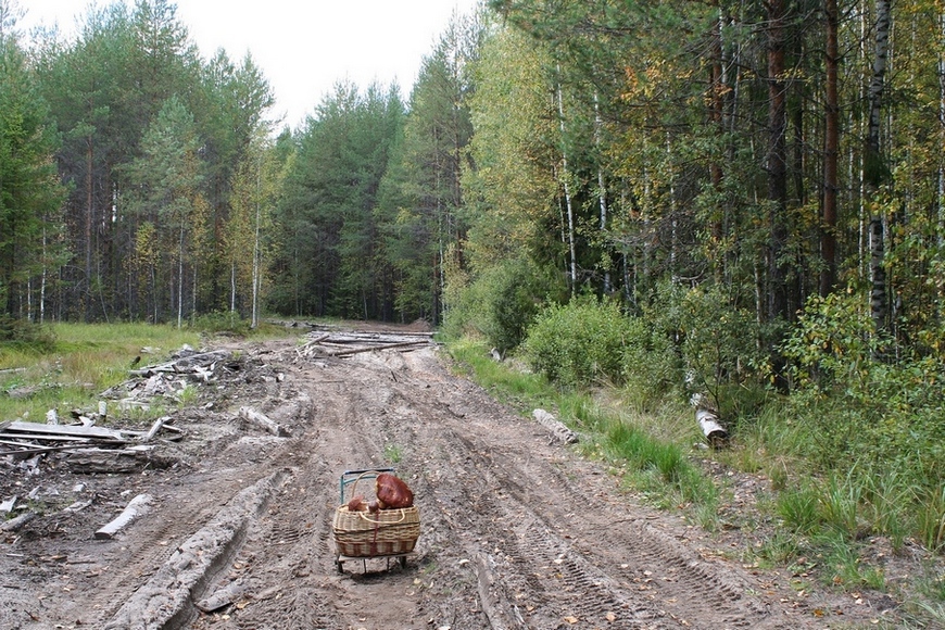 Нелёгкая дорожка