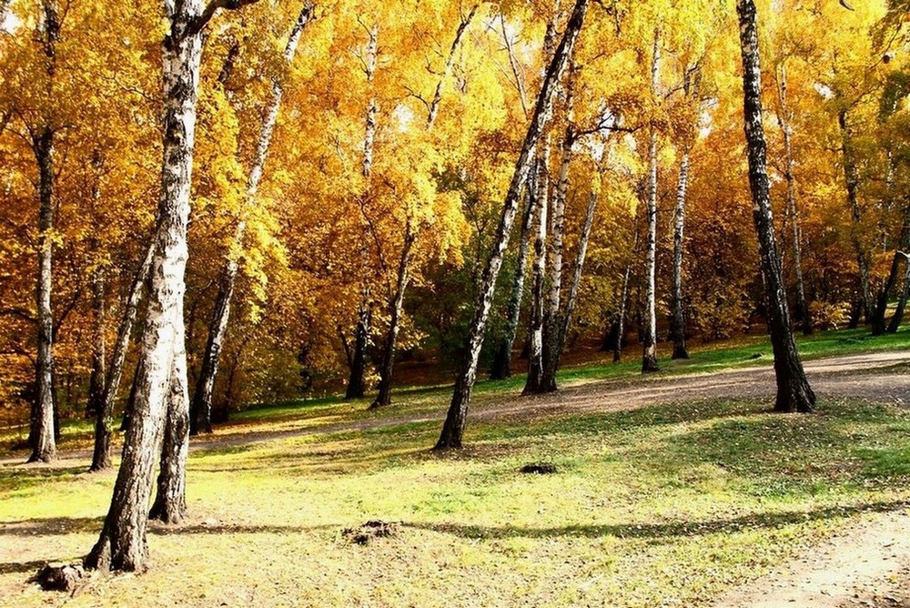 Увяданье золотом охвачено