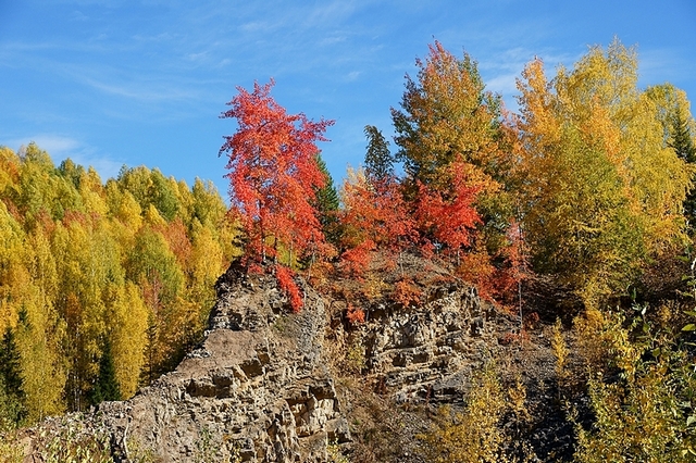 Осенняя осинка на скале