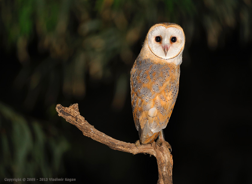 Barn Owl