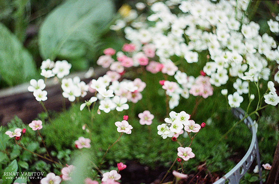 Fresh Flowers