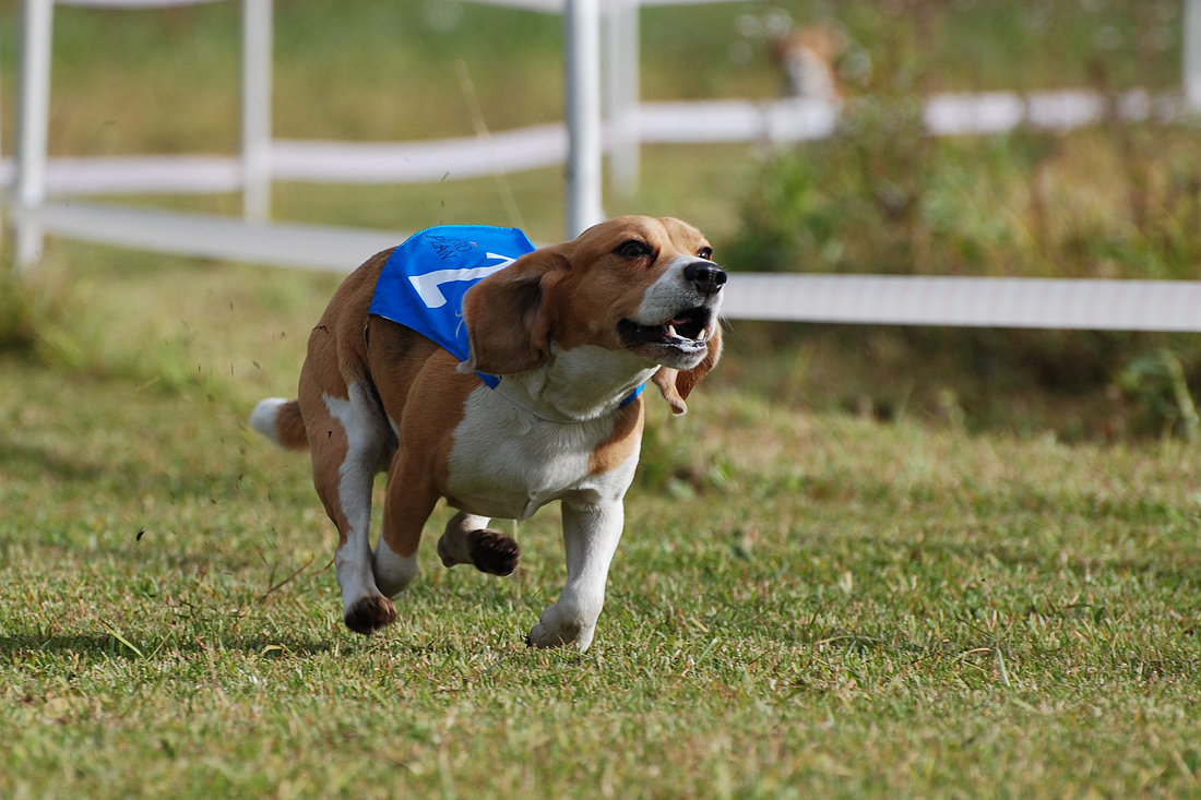 lure coursing