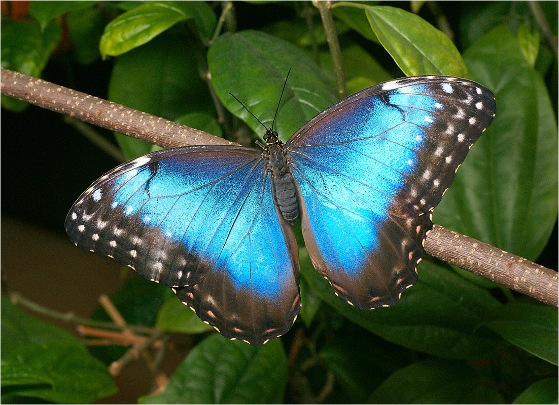 Morpho peleides