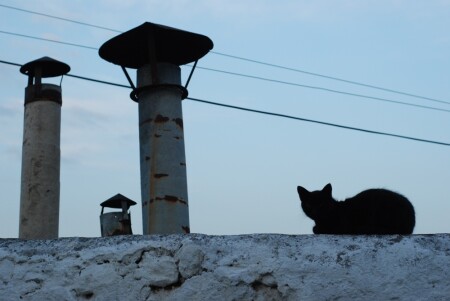На крыше дома моего