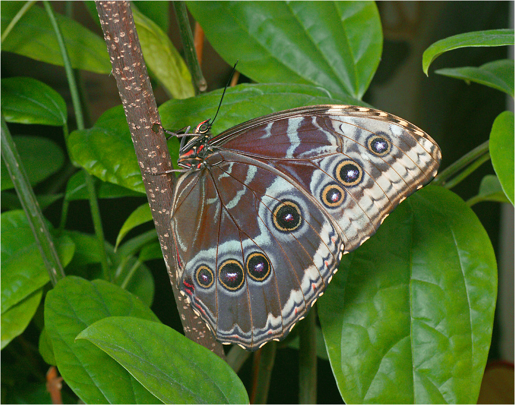 Morpho peleides