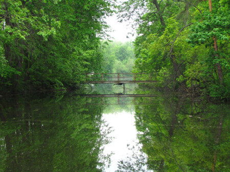 "Bridge in the forest"