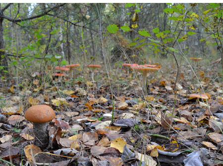 Чужой среди своих