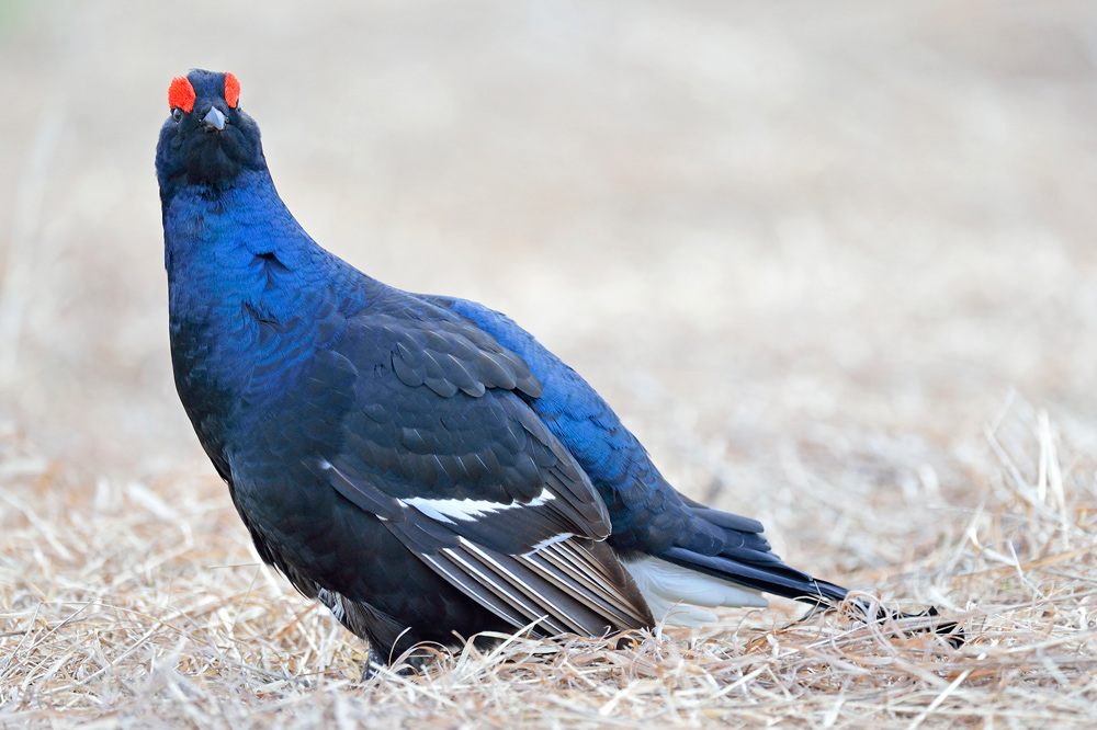 Black grouse