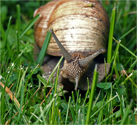 Helix pomatia - Улитка виноградная.
