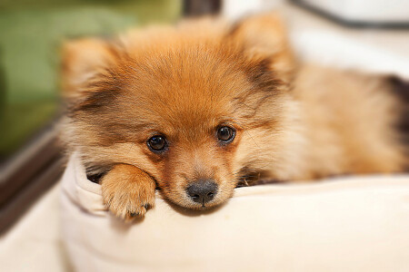 puppy