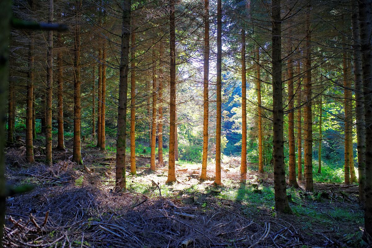 Bois de Ban, pr&amp;#232;s de Lausanne. 23-09-2013