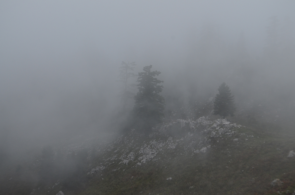 Trees in fog