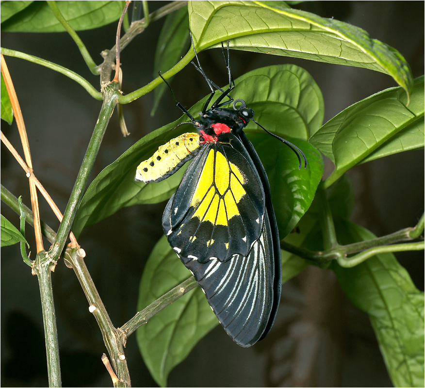 Troides Rhadamantus - Золотая Птицекрылка