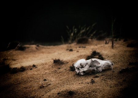 бедный Йорик, при жизни он был ... лисой