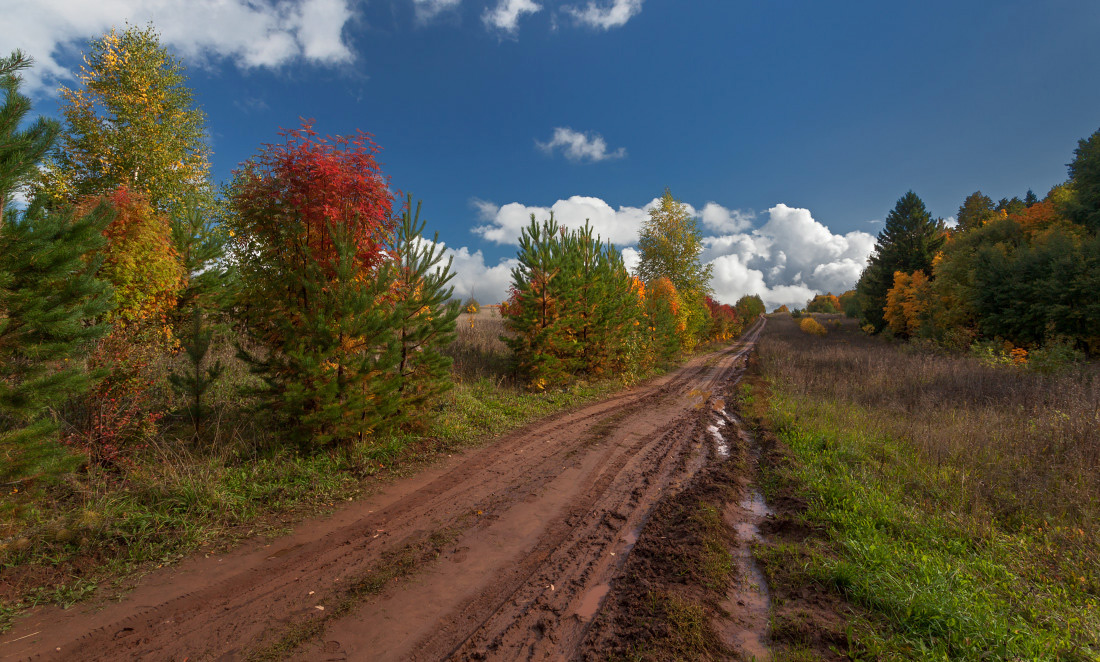 Разноцветная изгородь