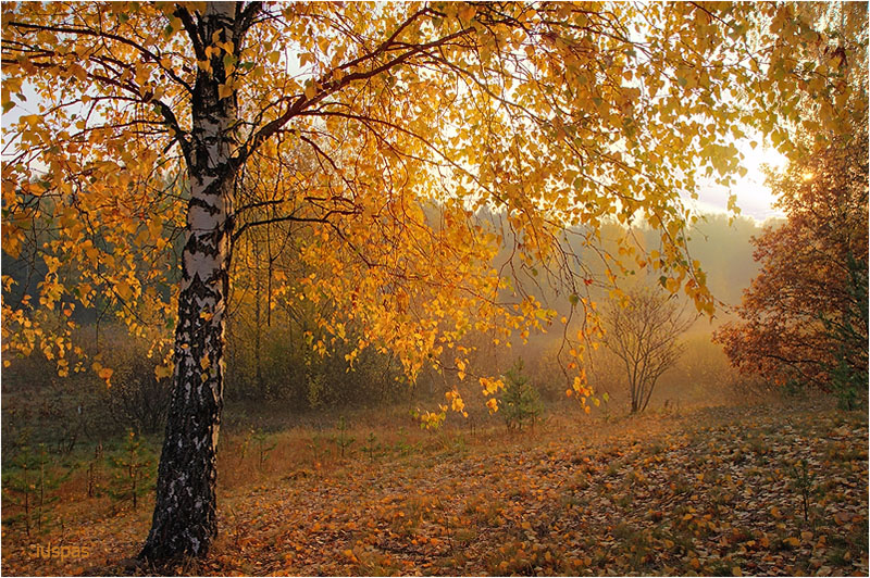 Утреннее безмолвие