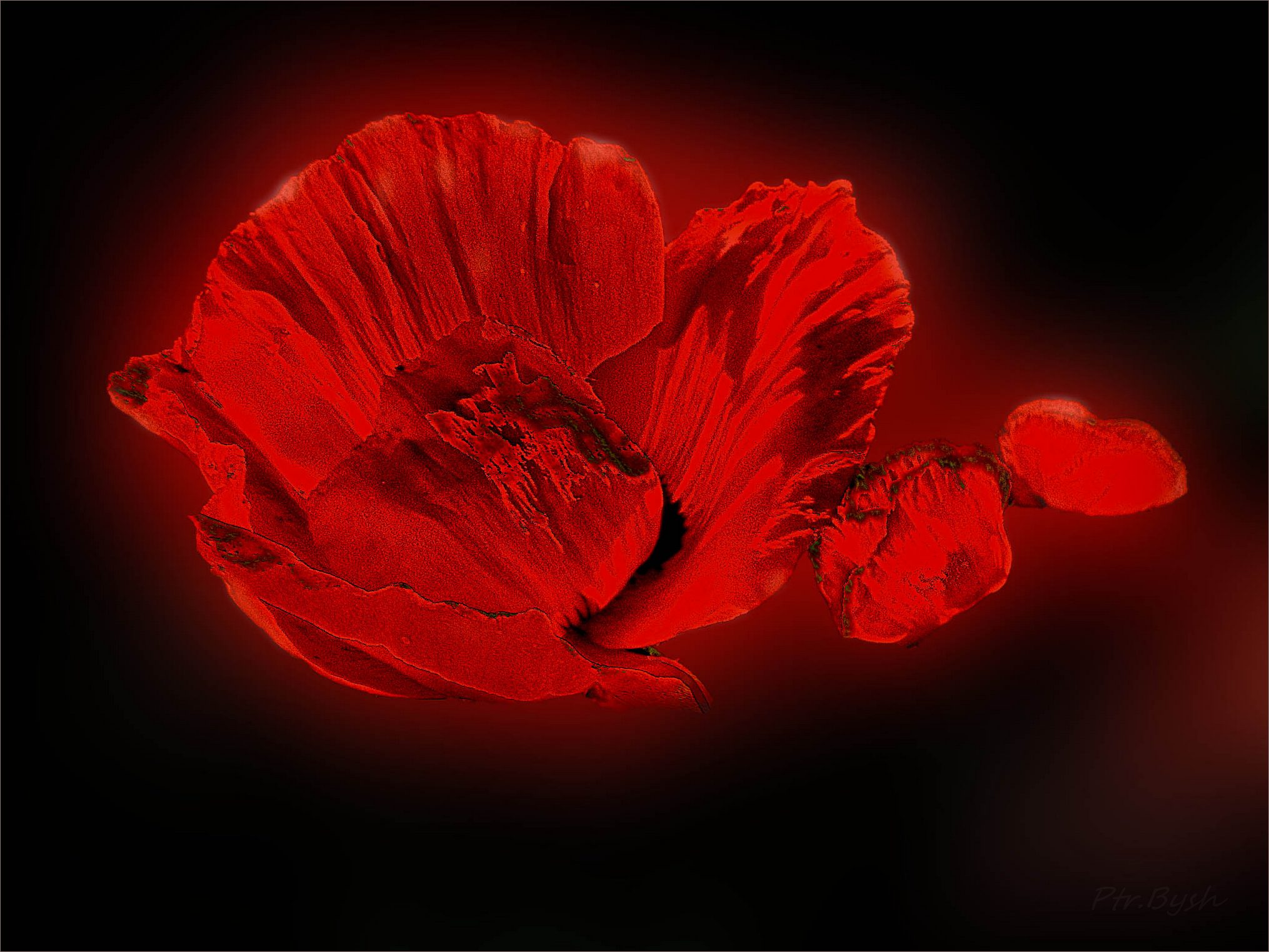 Papaver orientale.