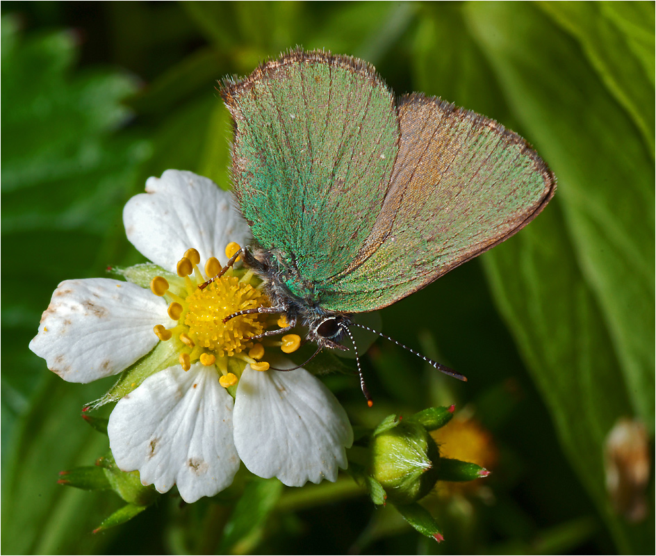 Callophrys rubi - Малинница.