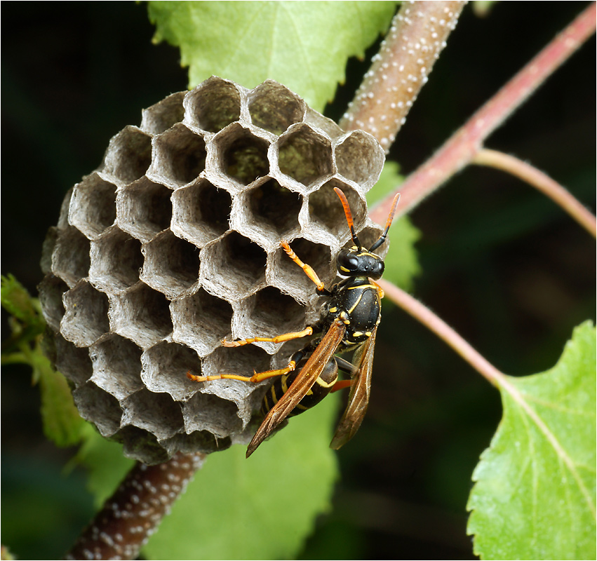 Polistes nimpha - Бумажная оса