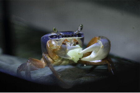 Крабик Васька