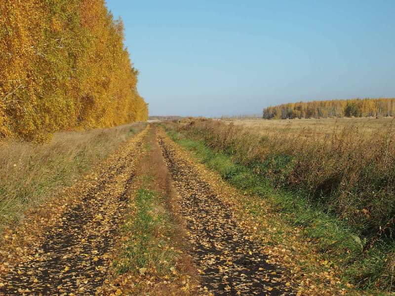 Осень золотая