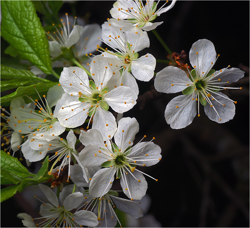 Prunus spinosa - Терн или Слива колючая.