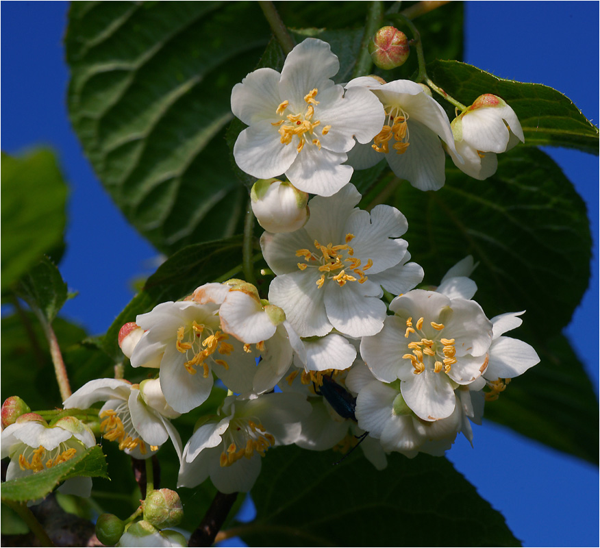 Actinidia kolomikta - Актинидия амурская.